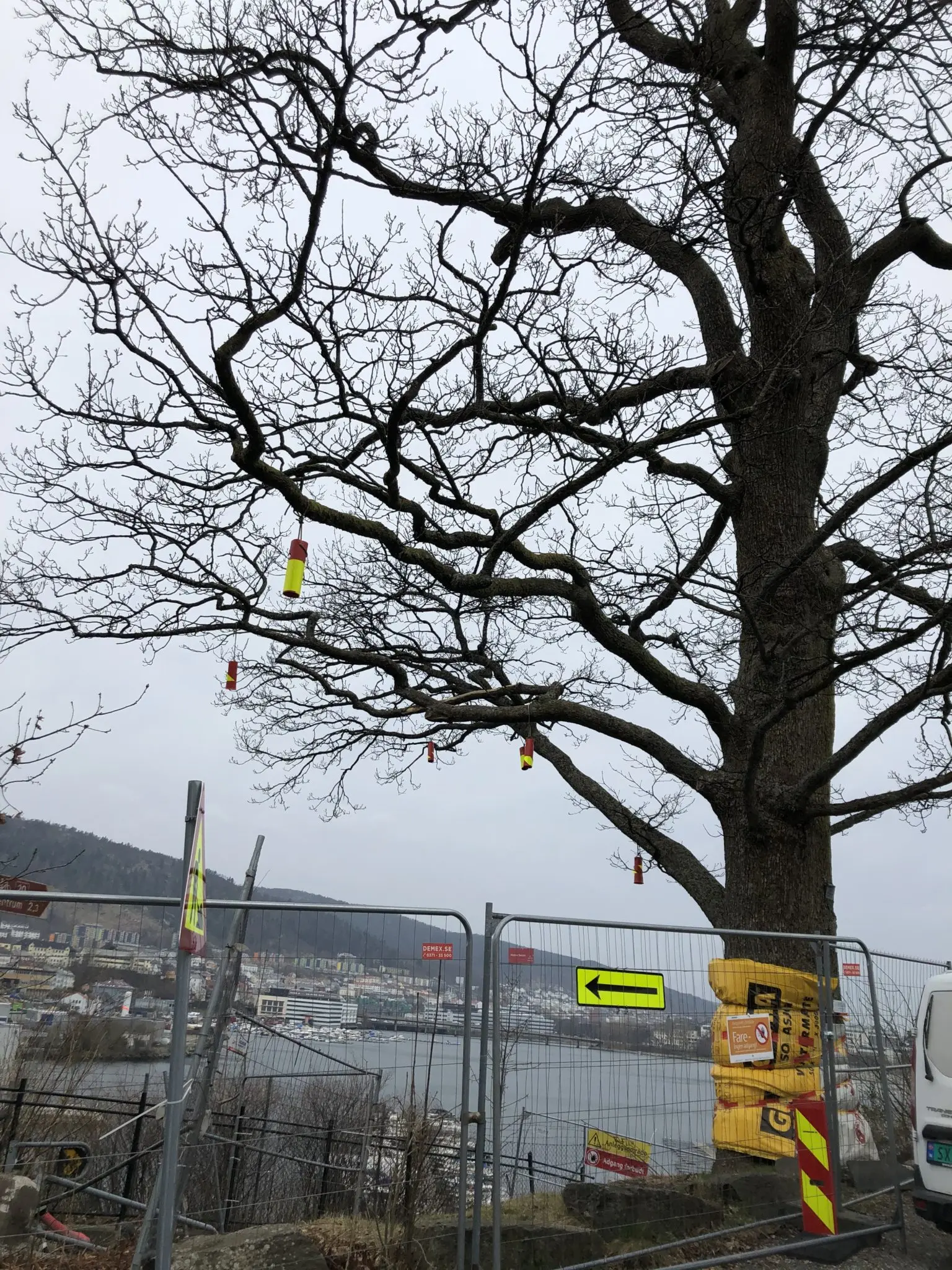 Bybanen D12 oak tree