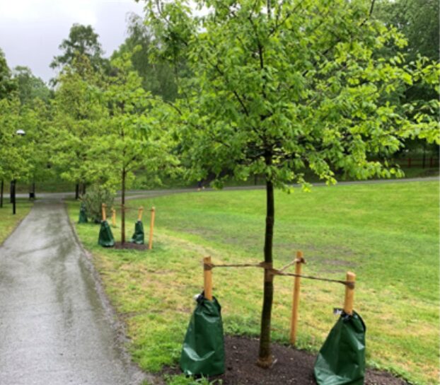 Picture of compensating measures by planting trees (photographer William Kenttä)