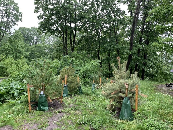 Picture of compensating measures by planting trees (photographer William Kenttä)