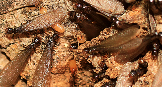 Drywood termite