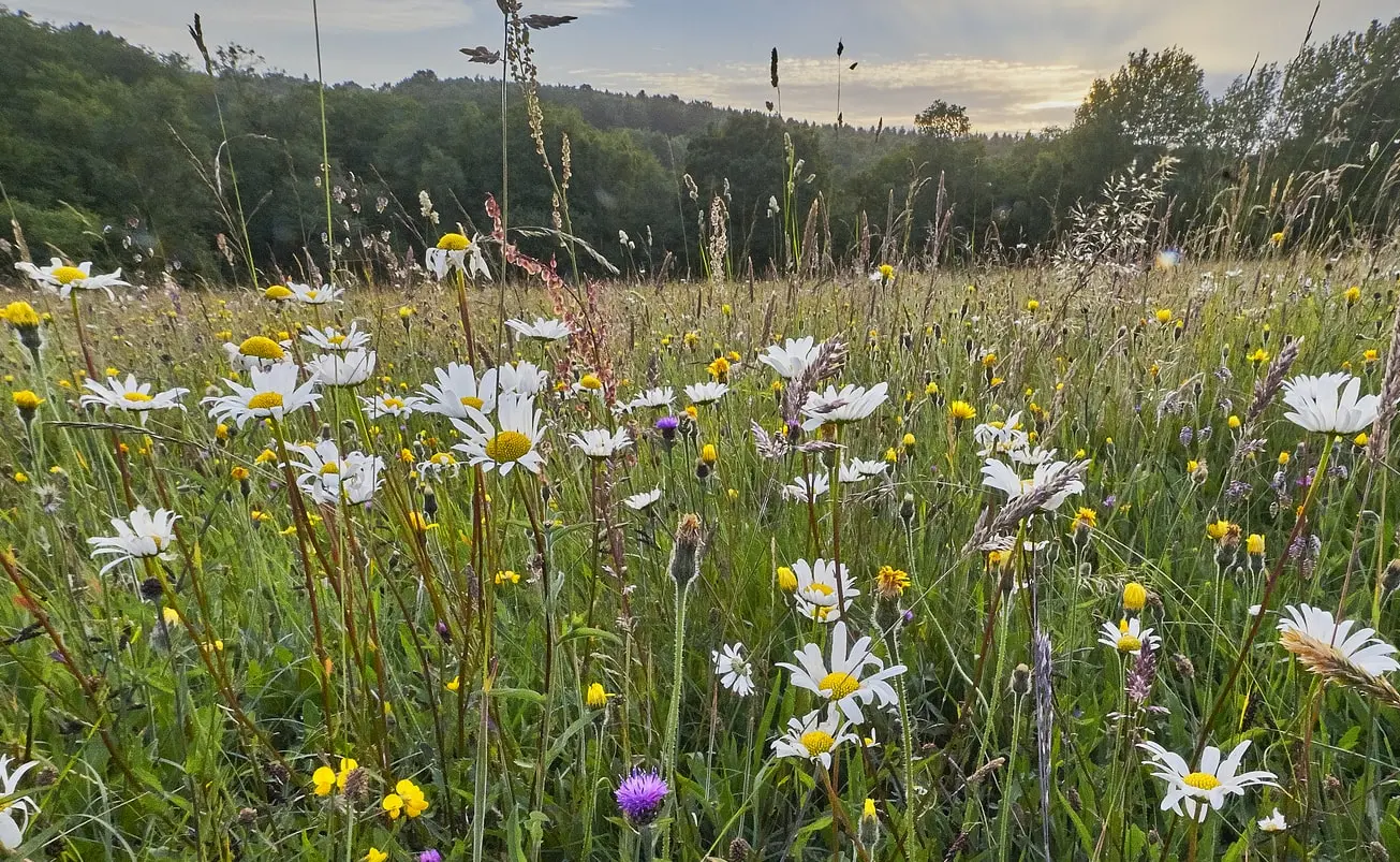 Reframing nature in the built environment: Insights from the BREEAM Nature Webinar