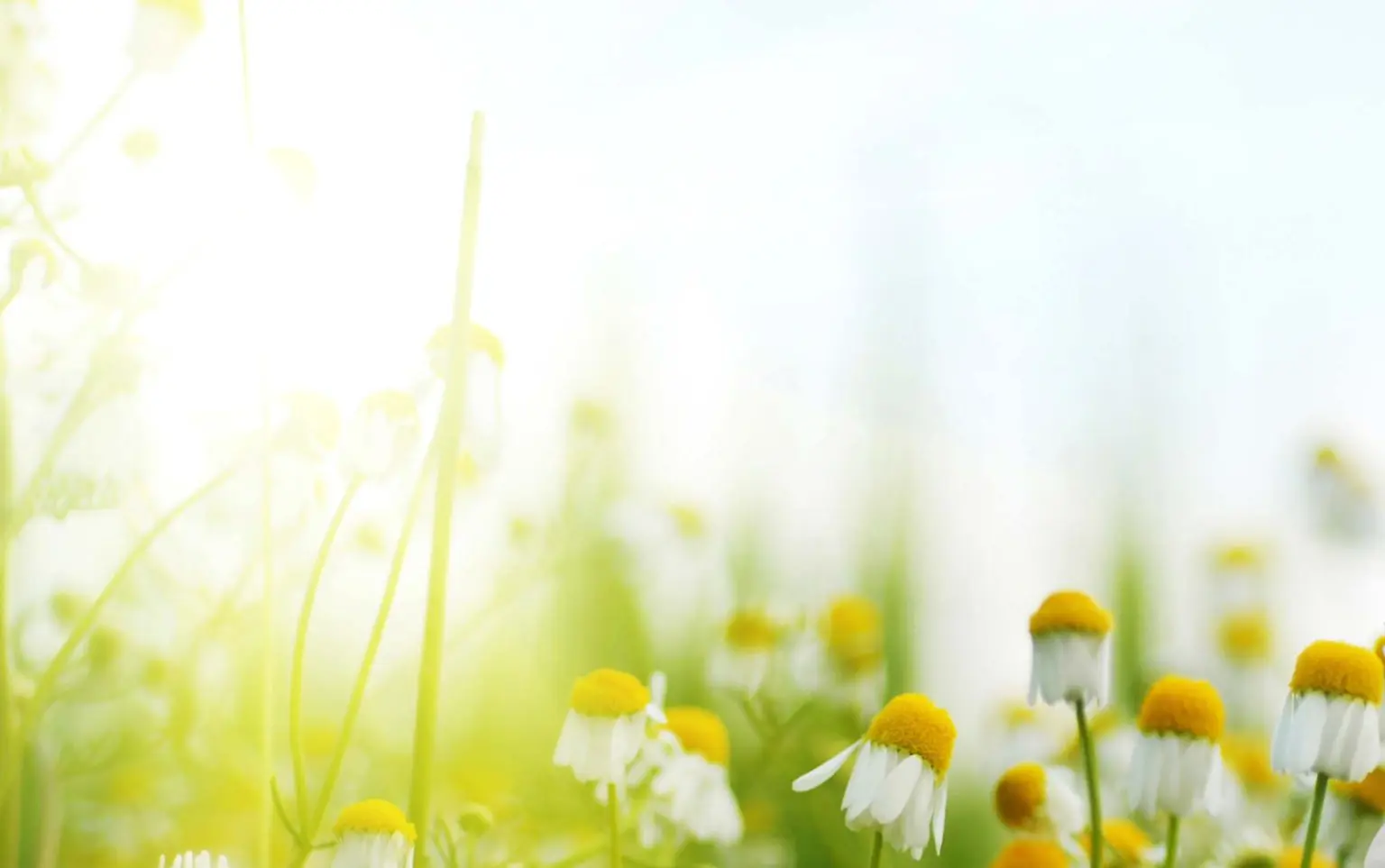 Strategic Ecology Framework for biodiversity