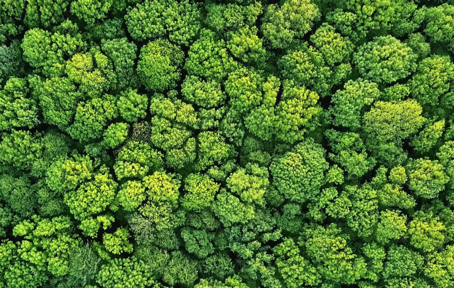 Biodiversity in context